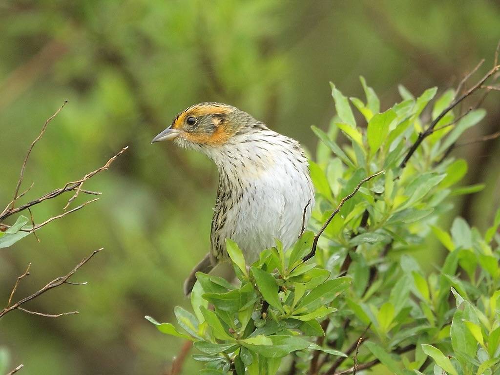 Saltmarsh sparrow adult by Peter Paton/U. S. Fish and Wildlife Service - Northeast Region is marked with Public Domain Mark 1.0.